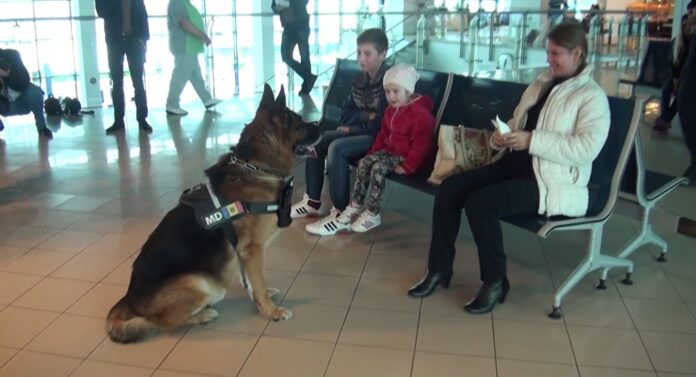 Câinii ar putea depista persoanele infectate cu coronavirus. Se fac cercetări în Marea Britanie