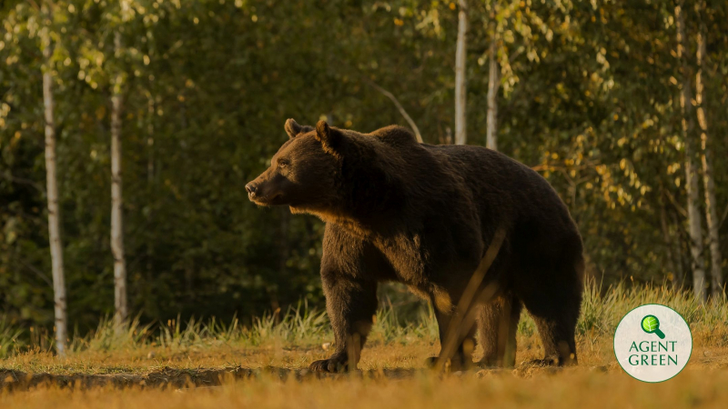 Blana ursului Arthur a fost găsită într-o tăbăcărie din Târgu Secuiesc
