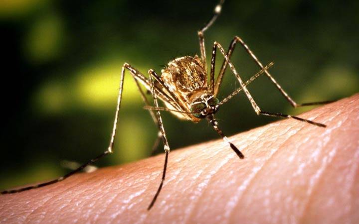 Virusul West Nille, transmis de țânțari, a fost depistat în mai multe zone
