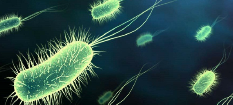 O bacterie foarte periculoasă a fost descoperită într-o piscină din Murghiol