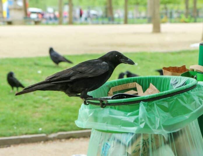 Invazie de ciori la Brașov, unde primăria încearcă tot felul de soluții