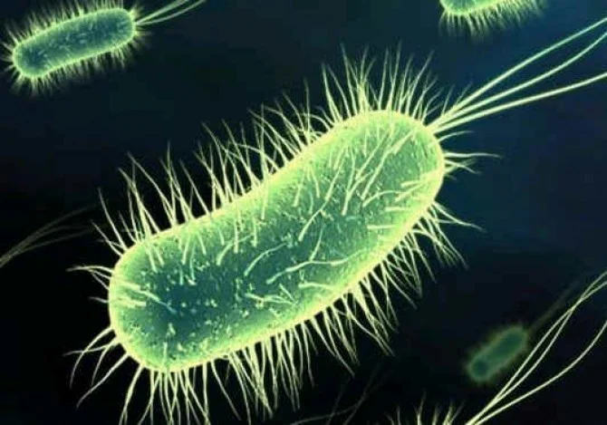 O bacterie foarte periculoasă a fost găsită în două produse alimentare specufice sărbătorilor. Este Listeria monocytogenes, o bacteria