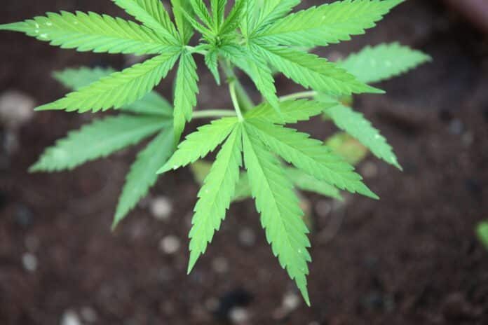 Canabisul poate vindeca COVID, sugerează cercetări asupra unor compuși