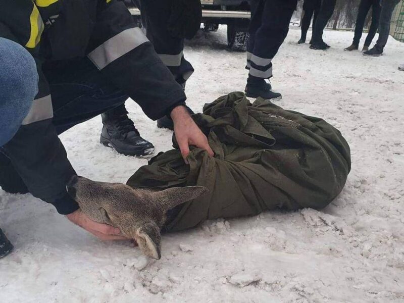 Un pui de căprioară căzut în râul Bistrița a fost salvat de o sportivă