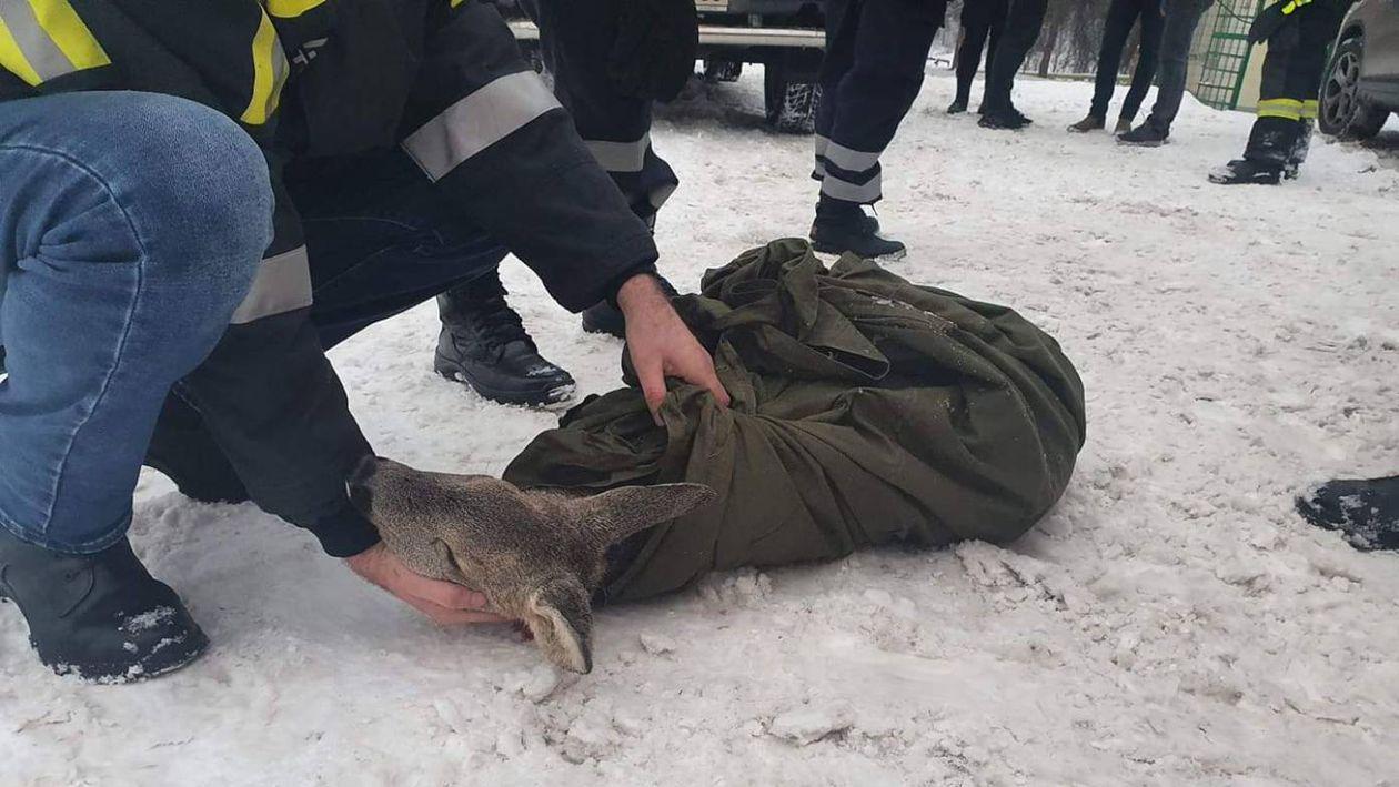 Un pui de căprioară căzut în râul Bistrița a fost salvat de o sportivă