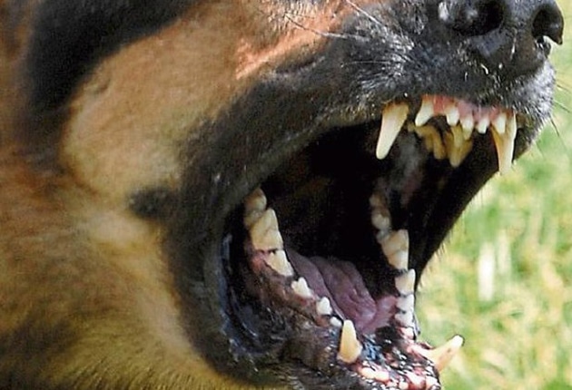 Atacată de câini maidanezi în București, victima, o femeie de 43 de ani