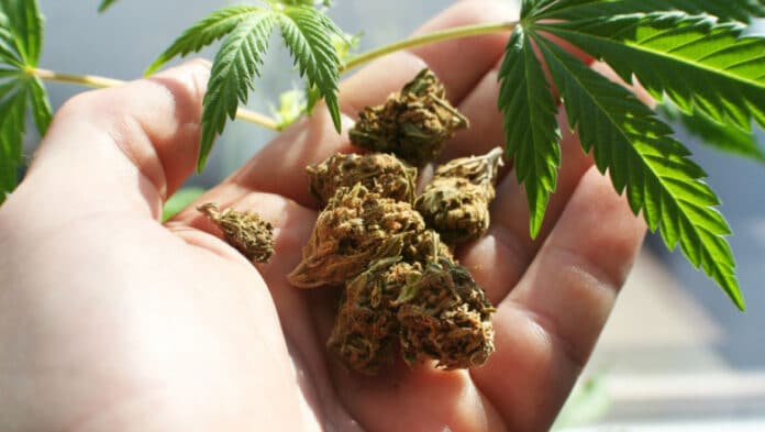 Un milion de plante de canabis vor fi distribuite gratuit populației