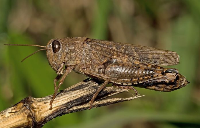 Roiuri de lăcuste au mâncat complet sute de hectare de culturi din Tulcea
