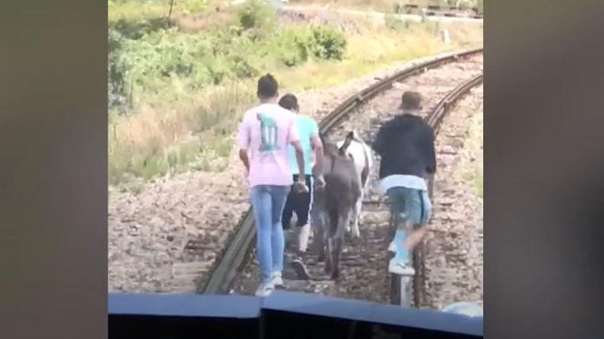 Doi ponei și un măgar au reușit să oprească un tren, blocând linia