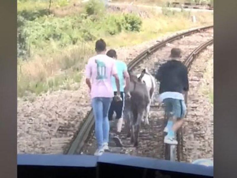Doi ponei și un măgar au reușit să oprească un tren, blocând linia