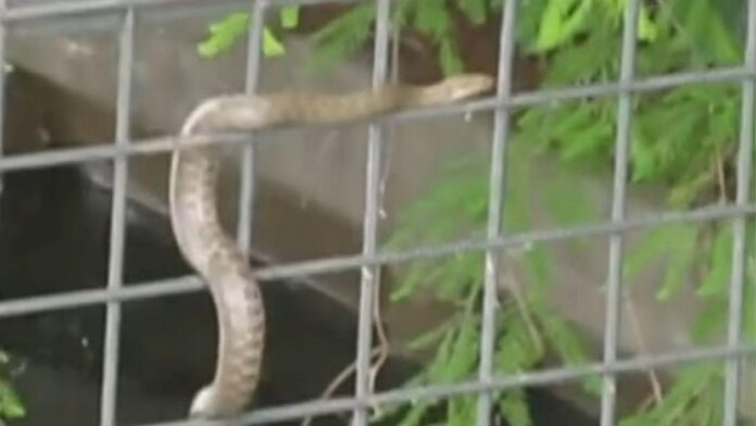 Mușcat de șarpe de trei ori. Un bătrân din Iași a ajuns la spital