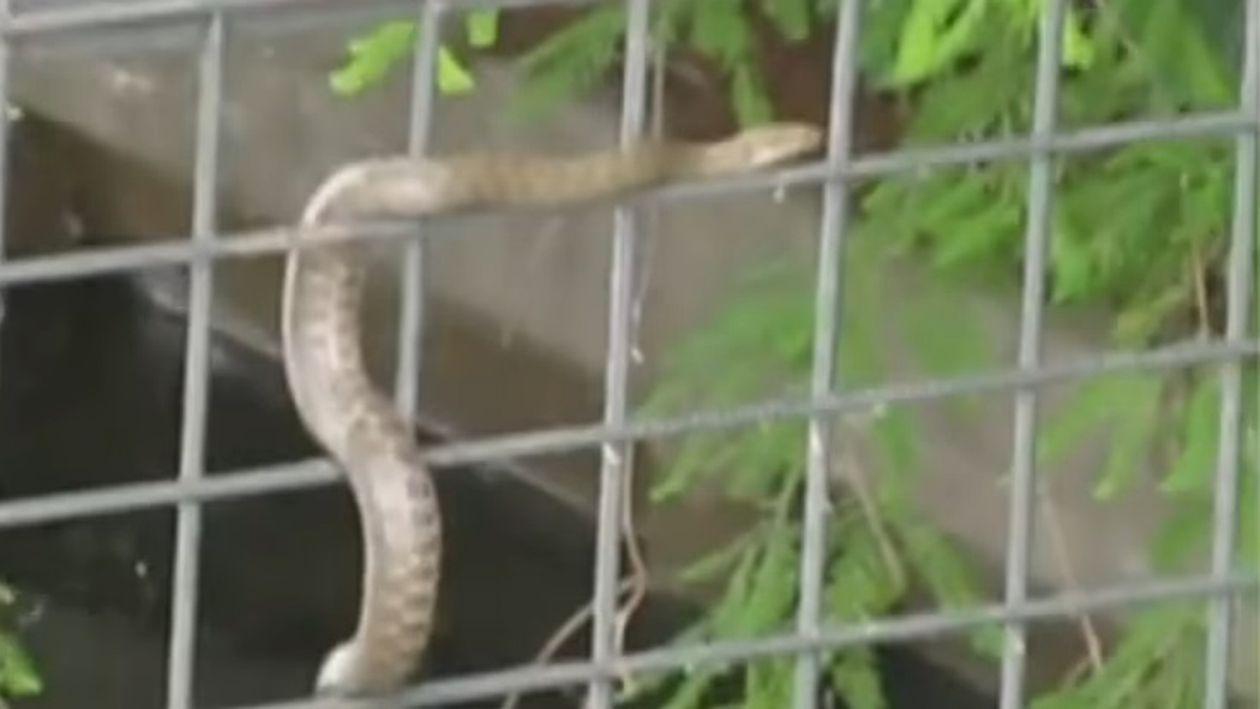 Mușcat de șarpe de trei ori. Un bătrân din Iași a ajuns la spital