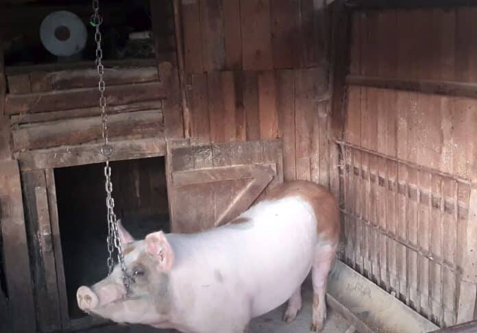 Cel mai mare porc din România are 600 de kilograme și încă mai crește