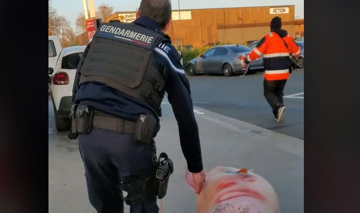 Un porc a fost salvat de la tăiere de jandarmeria franceză și dus la secție