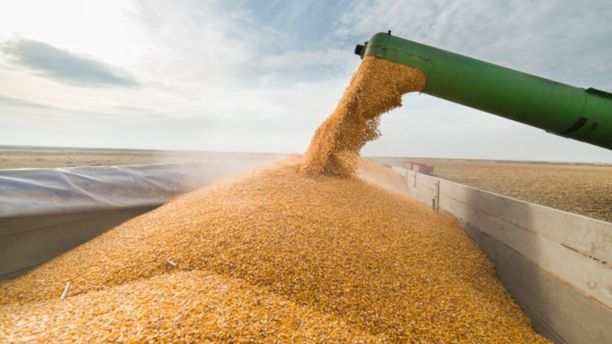 Cerealele din Ucraina creează probleme fermierilor români