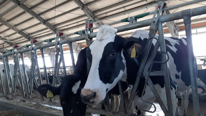 Prețul laptelui la poarta fermei este în jur de doi lei litrul și ajunge la 9,5 lei