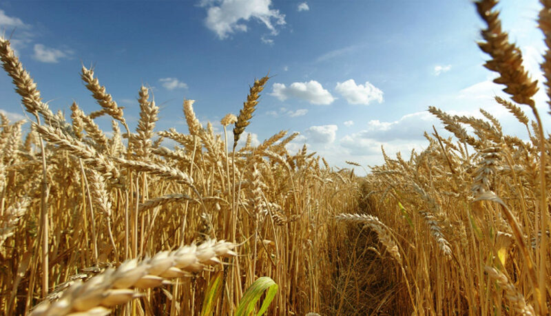 Cerealele din Ucraina au invadat piața românească. Cum ajungeau aici