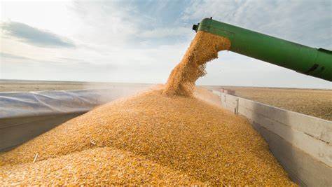 Polonia anunță că UE ar putea prelungi interdicțiile pentru cereale