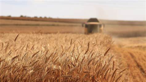 Decizia Poloniei de a nu ridica interdicția pe importurilor de cereale Ucraina