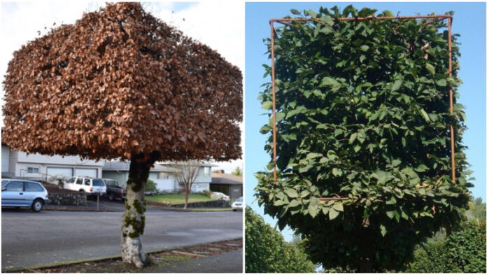 Copacii aduși la formă dreptunghiulară, în orașul natal al președintelui Klaus Iohannis. Ce transmite primăria