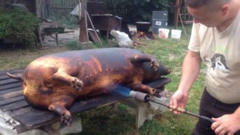 Românii fac echipă pentru a cumpăra porcul de Crăciun: cât a ajuns prețul porcului în viu 4 Românii fac echipă pentru a cumpăra porcul de Crăciun: cât a ajuns prețul porcului în viu