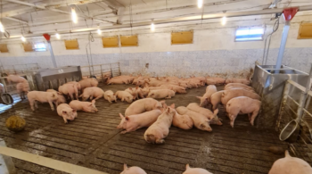 România și Ungaria în război comercial. Află ce a declanșat conflictul și cine solicită măsuri dure 2 Fermierii români solicită oprirea importurilor din Ungaria